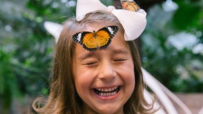butterfly palace