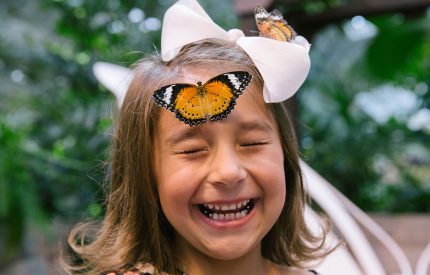 butterfly palace